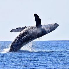 a humpback whale jumping out of the water