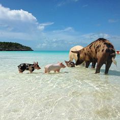 three animals walking in shallow water near an island