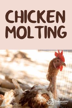 Chicken Molting, Molting Chickens, Chicken Facts, Chicken Roost, Chicken Shed