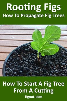 a potted plant with the title rooting figs how to propagate fig trees