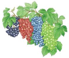 a bunch of grapes hanging from a vine with green leaves on the top and bottom