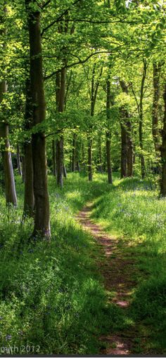 a dirt path in the middle of a green forest