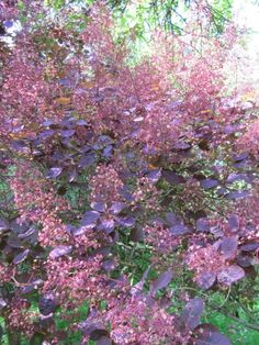 purple flowers are blooming in the garden