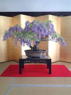 a bonsai tree sitting on top of a wooden table in front of a wall