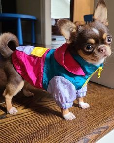 a small dog wearing a colorful outfit on top of a wooden table