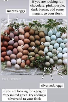 an info sheet describing different types of eggs and what they are in each egg shell