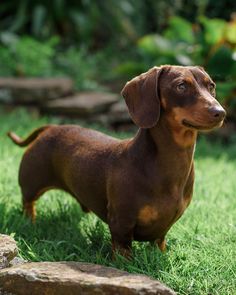 photograph of miniature dachshund from linda fox design Wallpaper Home Decor, Nature Inspired Design, Mans Best Friend