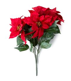 three red poinsettias with green leaves on a white background