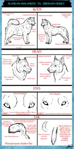 how to draw an alaskan dog's face and head in different ways, including the