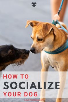 two dogs sniffing each other with the words how to socialize your dog