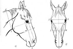 a horse's head is shown with the measurements for each part of its face