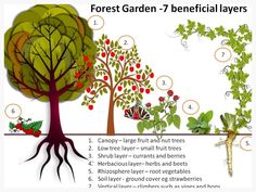 the four stages of forest garden - 7 beneficial layers