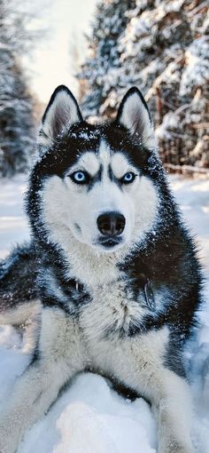 a husky dog with blue eyes sitting in the snow