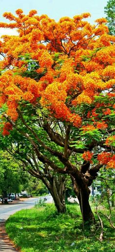 an orange flowered tree on the side of a road with trees in the background