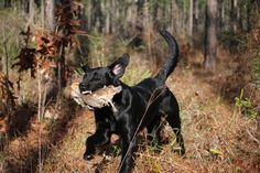 a black dog carrying a bone in its mouth