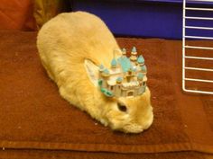 an orange cat wearing a tiara on top of a brown blanket in front of a blue wall