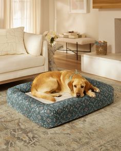 a large brown dog laying on top of a blue pet bed in a living room