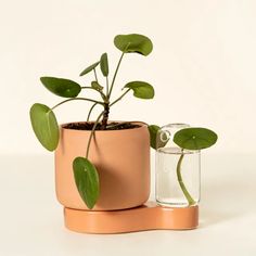 a potted plant sitting next to a glass vase