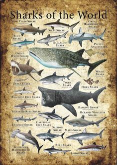 sharks of the world are shown in this vintage style poster with an old paper background