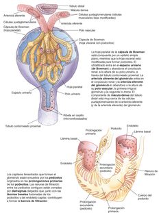 the anatomy of an animal's body and its structures, including their external organs