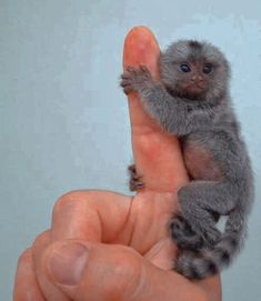 a tiny monkey sitting on top of someone's finger in the palm of their hand