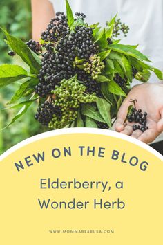 elderberry, a wonder herb with the words new on the blog