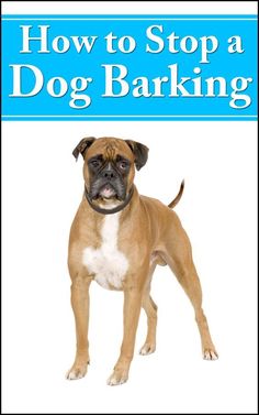 a brown and white dog standing in front of a blue sign that says how to stop a dog barking