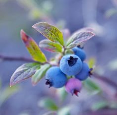 some blueberries are growing on a tree branch