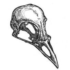 a drawing of a bird's skull with a large beak