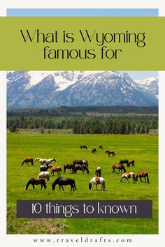 a herd of horses grazing in a field with mountains in the background and text overlay that reads, what is wyoming famous for 10 things to know