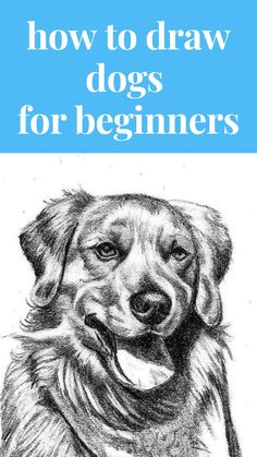 a drawing of a dog with the title how to draw dogs for beginners