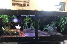 an aquarium filled with plants and rocks on top of a table next to a wall