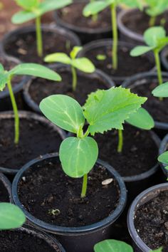 small green plants are growing in black pots