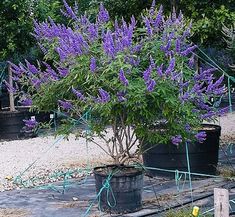 purple flowers are growing in buckets on the ground