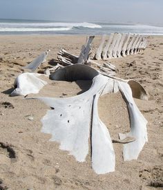 driftwood on the beach with waves coming in from the ocean and sky behind it