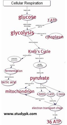 a diagram showing the structure of cellular respirationation and glycocyclia