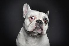 a close up of a dog on a black background