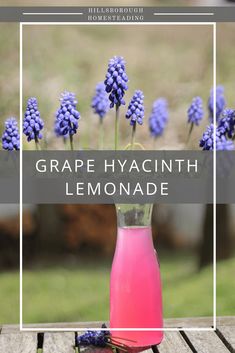 grape hyacinth lemonade in a glass vase on a table with lavender flowers