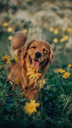 a dog standing in the middle of some flowers