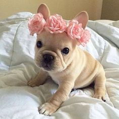 a small dog laying on top of a bed with pink flowers in it's hair