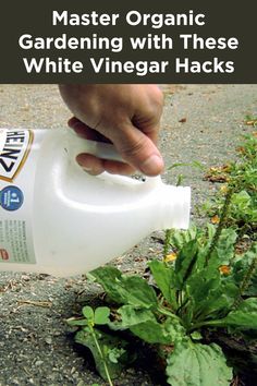 a hand is pouring white vinegar into a plant with green leaves on the ground and text overlay reads, master organic gardening with these white vinegar hacks