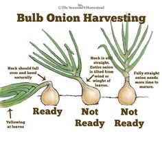 the onion harvesting process is shown in this diagram, and shows how to grow onions