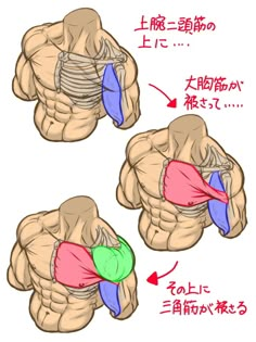 the muscles are labeled in different languages and their corresponding parts can be described by chinese characters