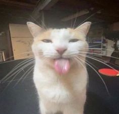 an orange and white cat sticking its tongue out