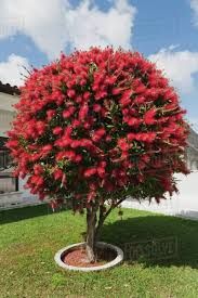 a small tree with red flowers in a pot on the grass near a white house