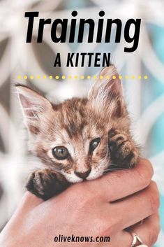 a person holding a kitten in their hand with the words training a kitten on it