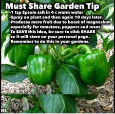 green peppers growing in the garden with information about how to grow them and what to use them