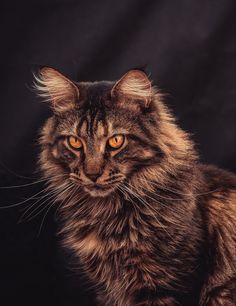 a long haired cat with orange eyes looking at the camera while sitting on a black background