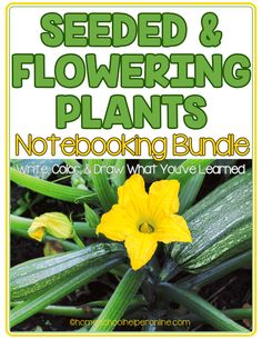 seed and flowering plants notebooking bundle with text overlay that reads seed and flowering plants notebooking bundle