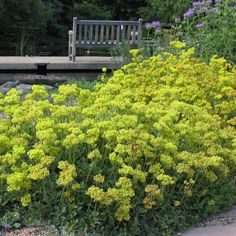 yellow flowers are growing next to a bench